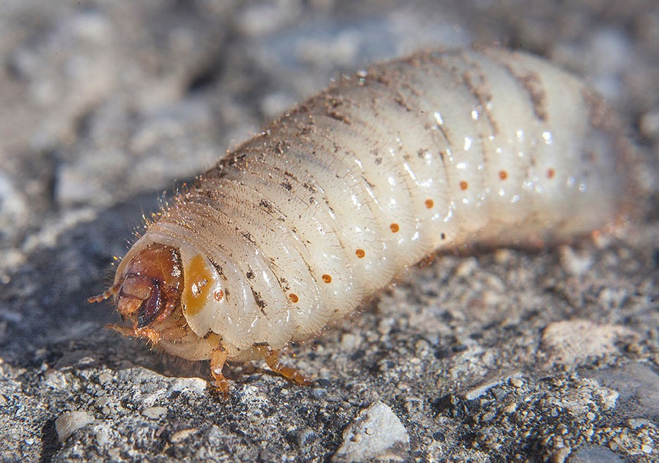 larve di coleotteri invasive nel compost: Cetoniidae sp.